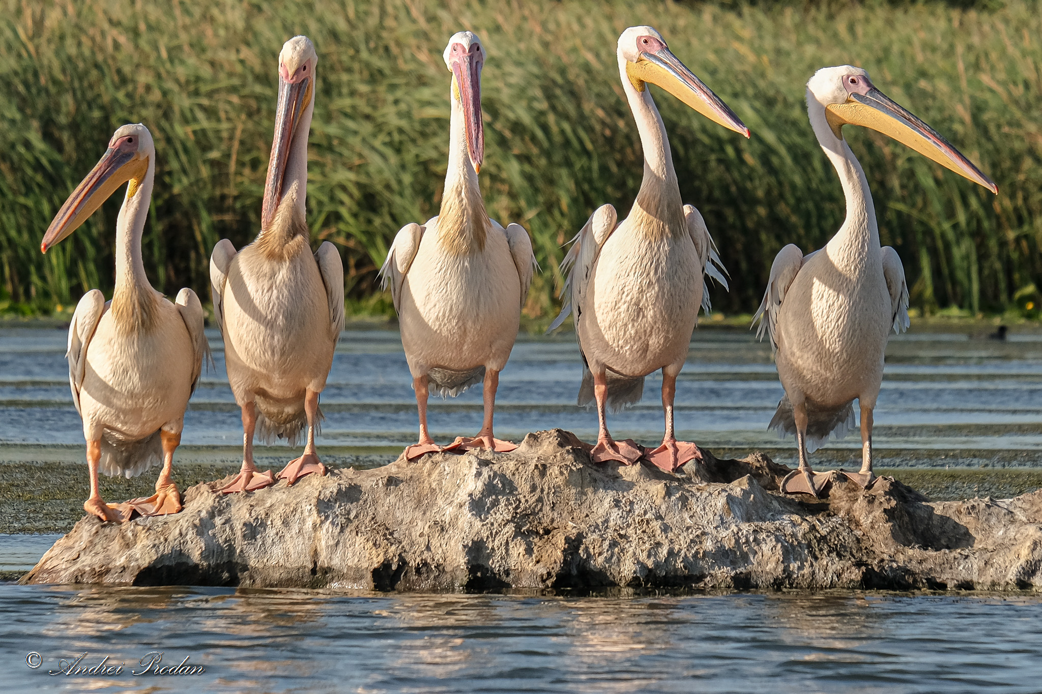 Great white pelicans - Pelicani comuni - Pelecanus onocrotalus