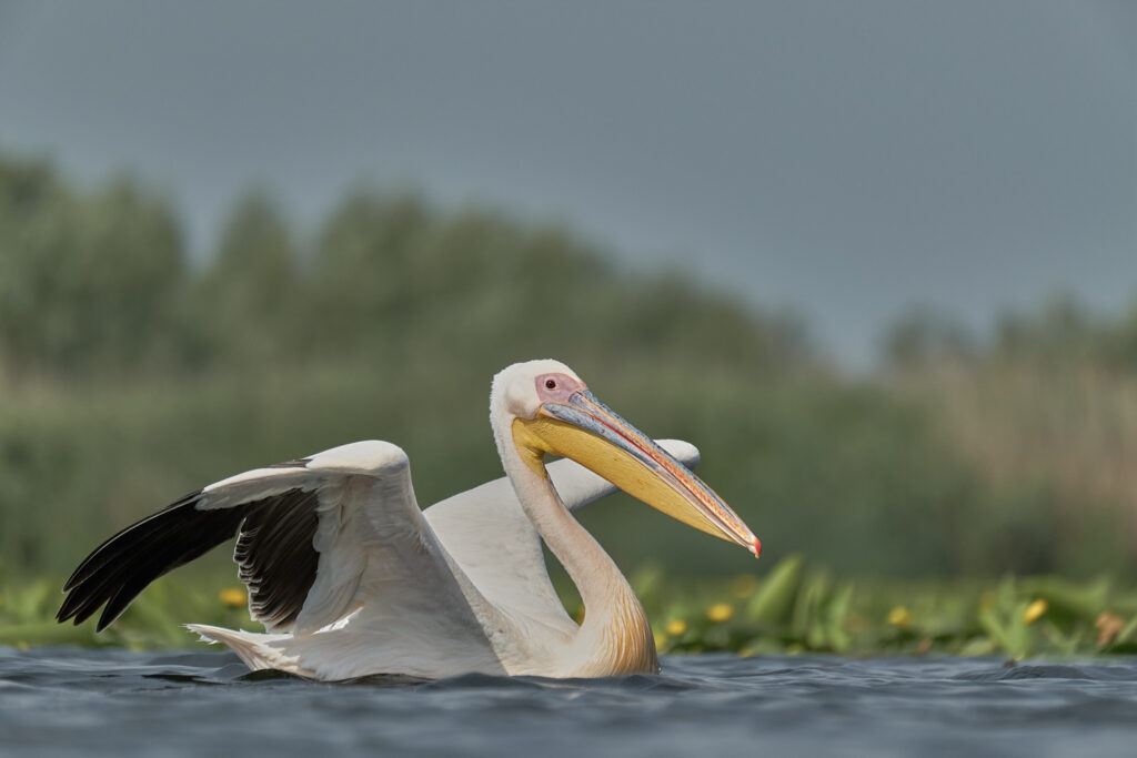the Great white pelican – Pelecanus onocrotalus